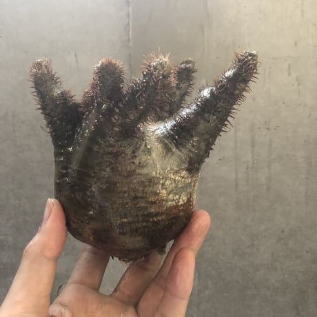 pachypodium gracilius   crest 001