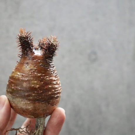 pachypodium gracilius  038