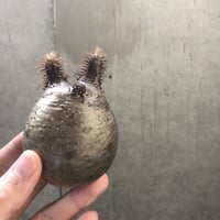 pachypodium gracilius  154