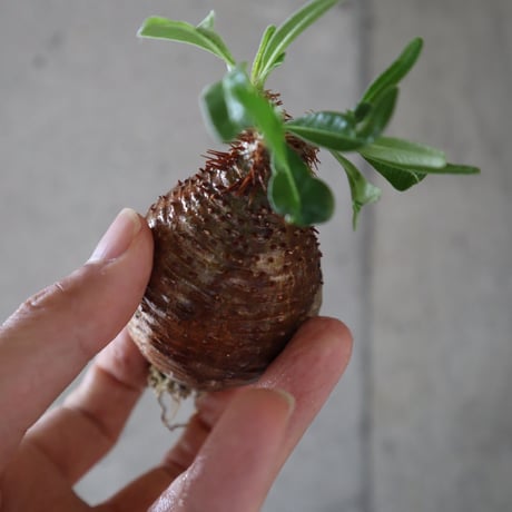 pachypodium gracilius  055