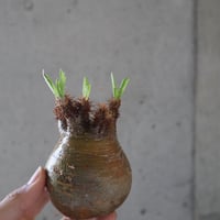 pachypodium gracilius  068