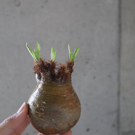 pachypodium gracilius  068