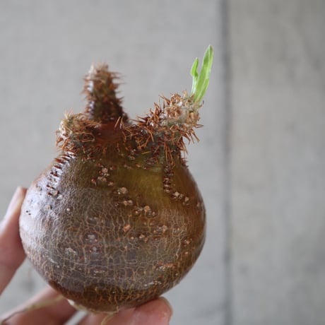 pachypodium gracilius  058