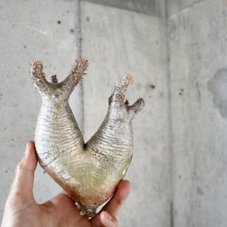 pachypodium gracilius  分頭 011