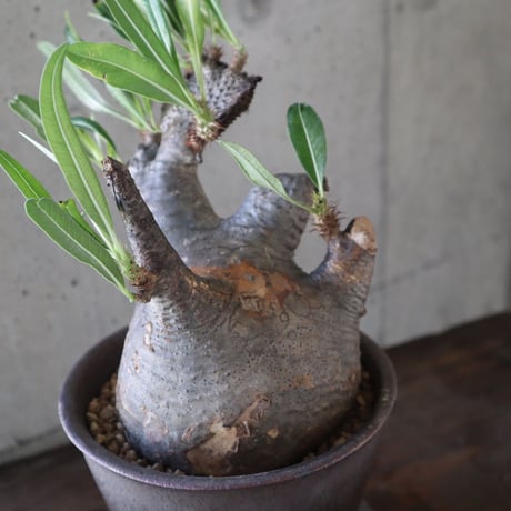 pachypodium gracilius   crest 021