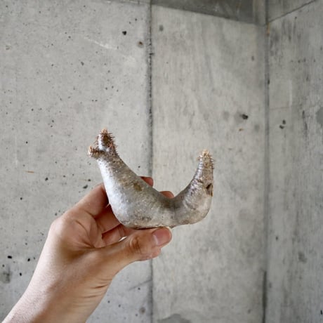 pachypodium gracilius  分頭  008
