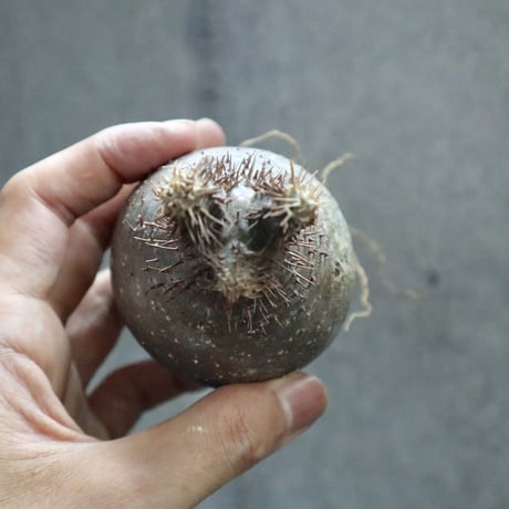 pachypodium gracilius  001
