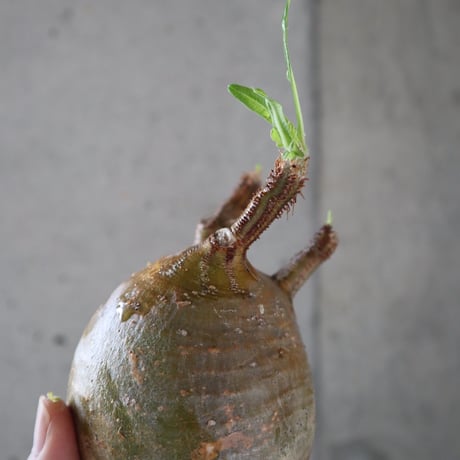 pachypodium gracilius  062