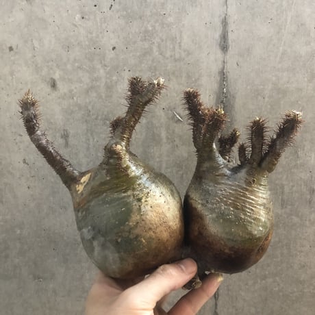 pachypodium gracilius  2頭  202