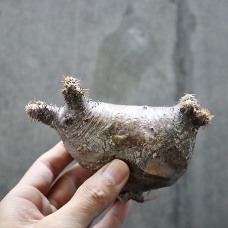 pachypodium gracilius  分頭 014