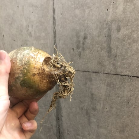 pachypodium gracilius  117