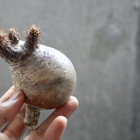pachypodium gracilius  037