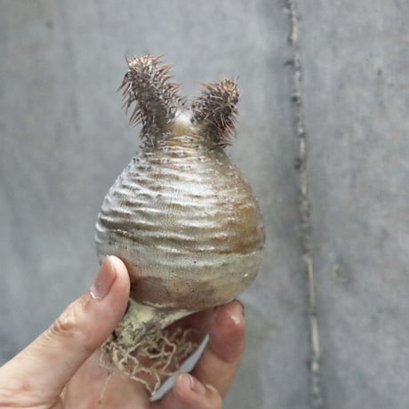 pachypodium gracilius  006