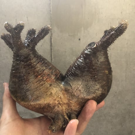 pachypodium gracilius  2頭 002