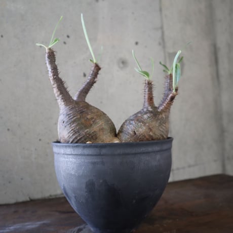 pachypodium gracilius  分頭 032