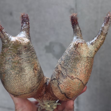 pachypodium gracilius  分頭 025