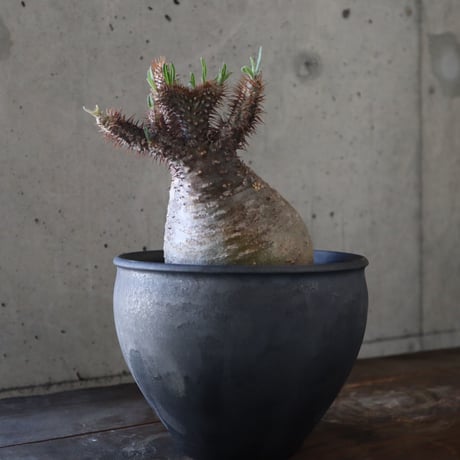 pachypodium gracilius   crest 024
