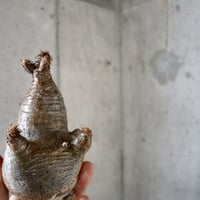pachypodium gracilius 分頭  007