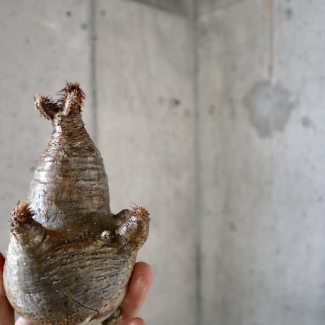 pachypodium gracilius 分頭  007