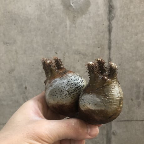 pachypodium gracilius  2頭  205