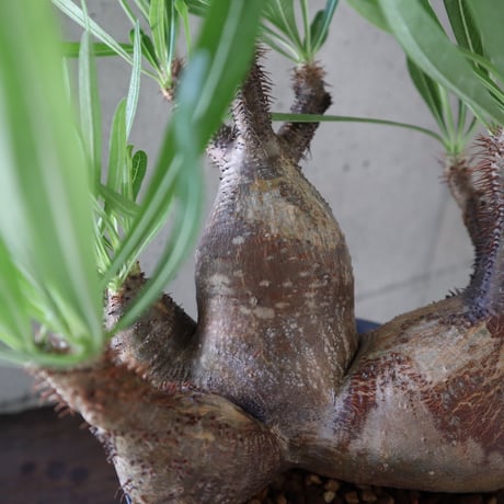 pachypodium gracilius  分頭 030