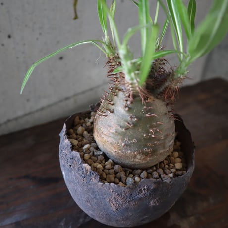 pachypodium gracilius  076