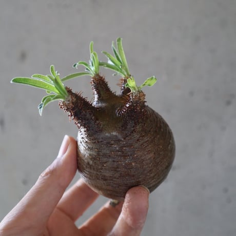 pachypodium gracilius  067