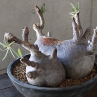 pachypodium gracilius  分頭 038