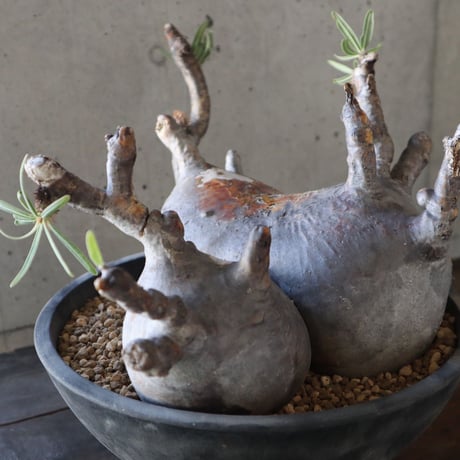pachypodium gracilius  分頭 038