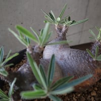 pachypodium gracilius  分頭 031