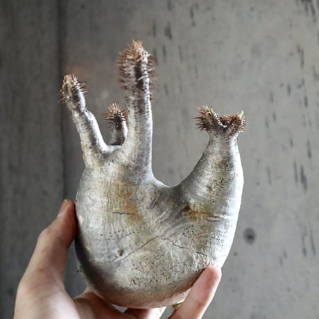 pachypodium gracilius  分頭 016
