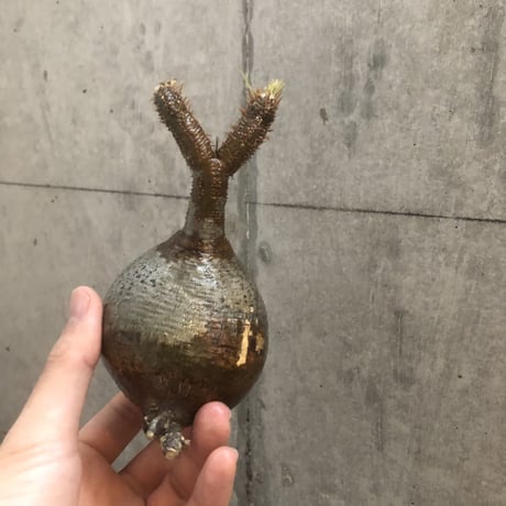 pachypodium gracilius  110