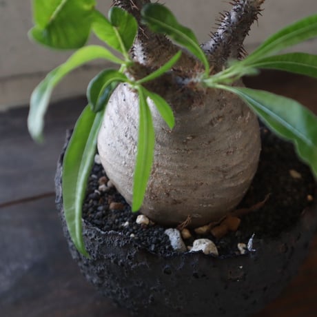 pachypodium gracilius  077