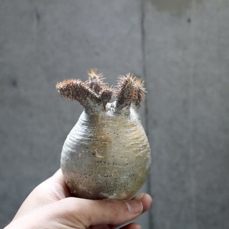 pachypodium gracilius  crest 001