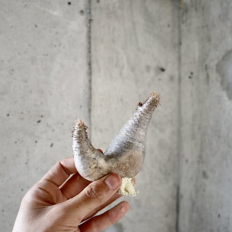 pachypodium gracilius  分頭  008