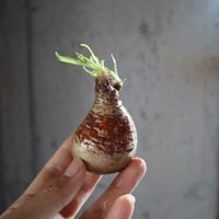 pachypodium gracilius  051