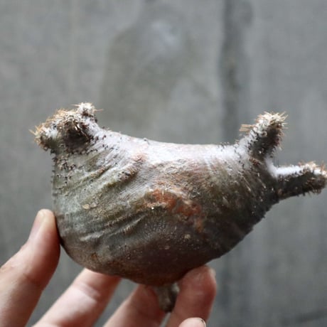 pachypodium gracilius  分頭 014
