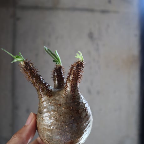 pachypodium gracilius  042