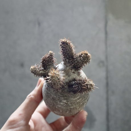 pachypodium gracilius  crest 002