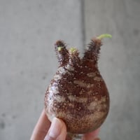 pachypodium gracilius  056