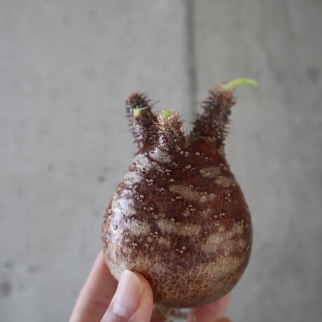 pachypodium gracilius  056