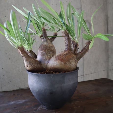 pachypodium gracilius  分頭 030