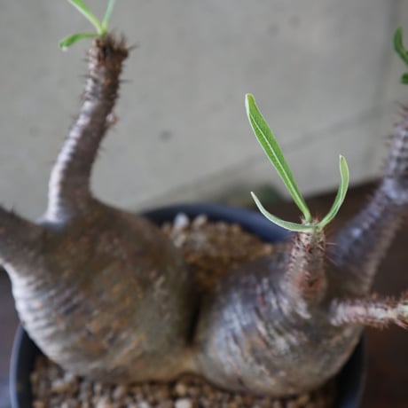 pachypodium gracilius  分頭 032