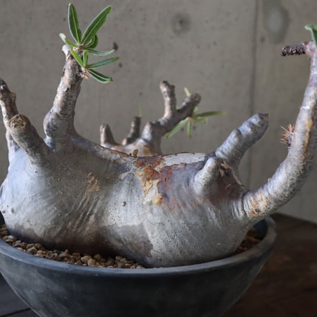 pachypodium gracilius  分頭 038