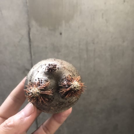 pachypodium gracilius  154