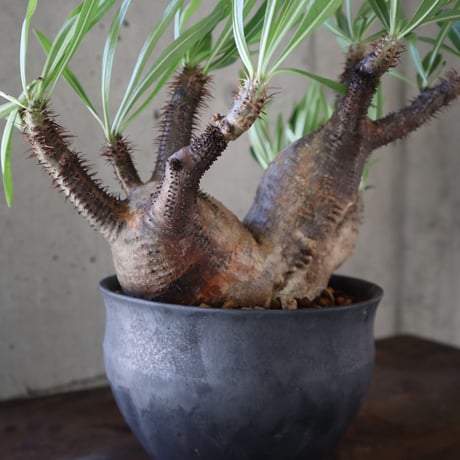 pachypodium gracilius  分頭 030