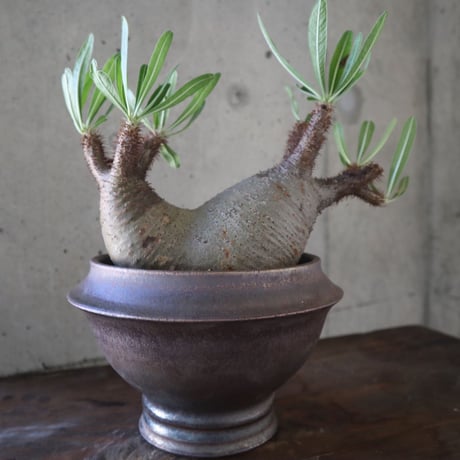 pachypodium gracilius  分頭 035