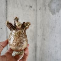 pachypodium gracilius  crest 002