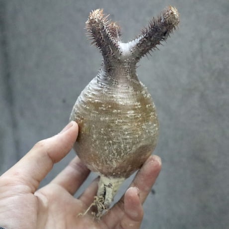 pachypodium gracilius  014