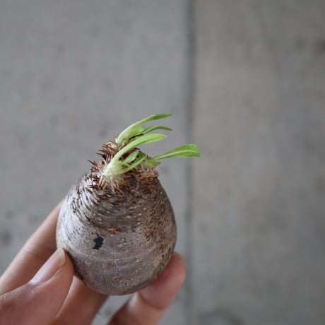 pachypodium gracilius  060